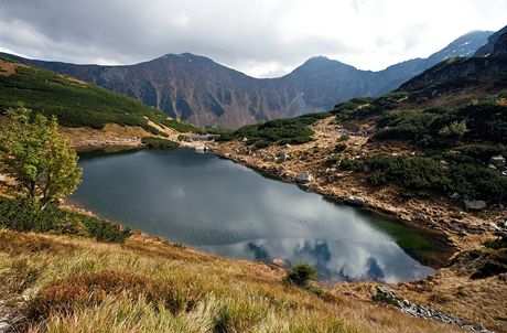 Roháče