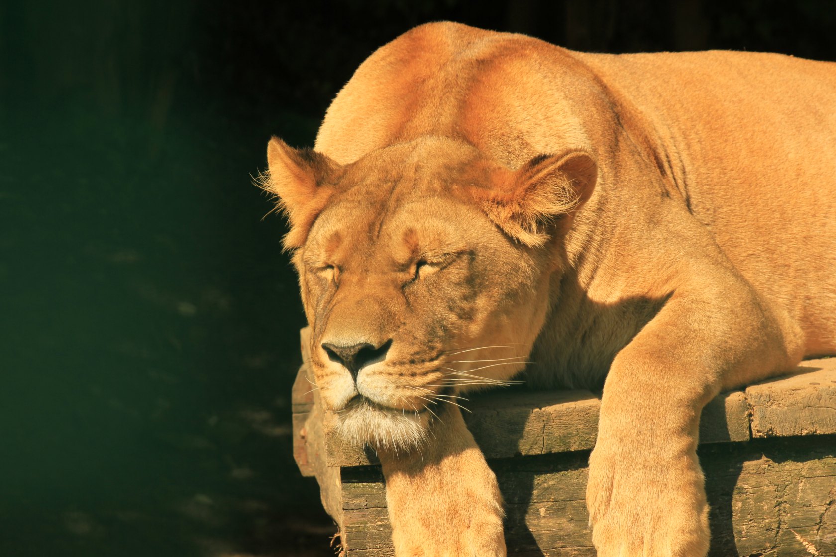 ZOO Košice