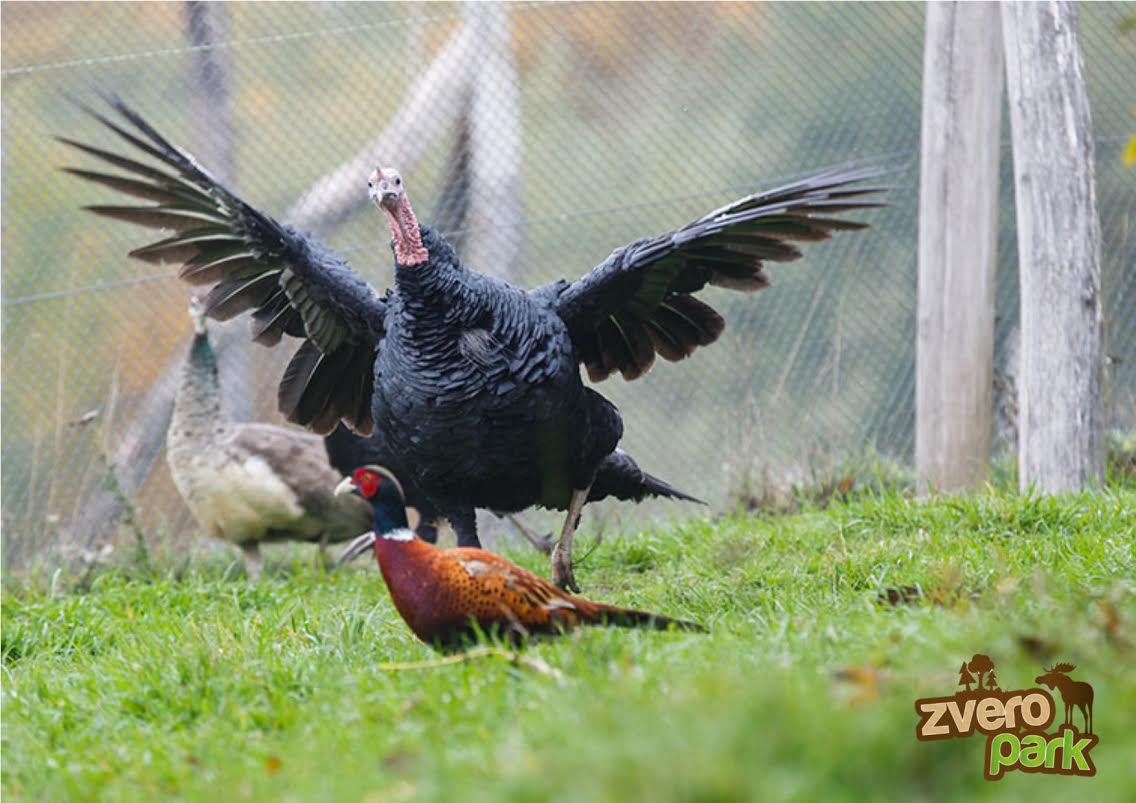 Zveropark