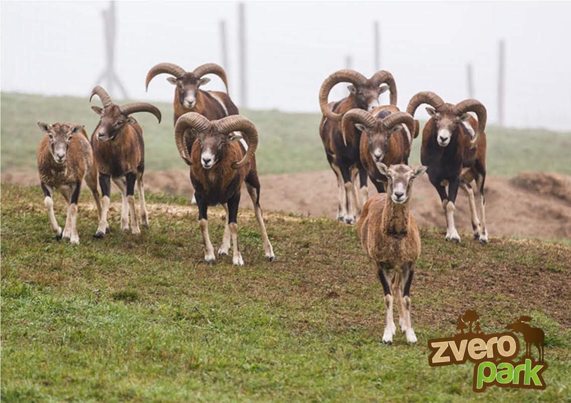 Zveropark