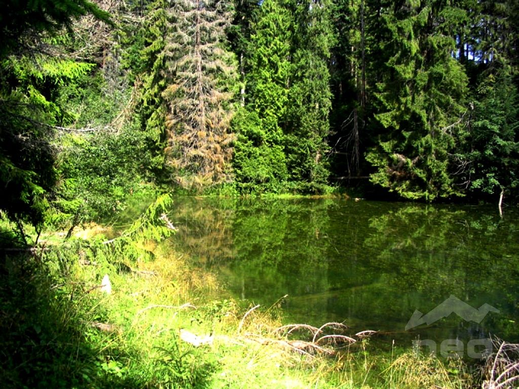 Osturňa