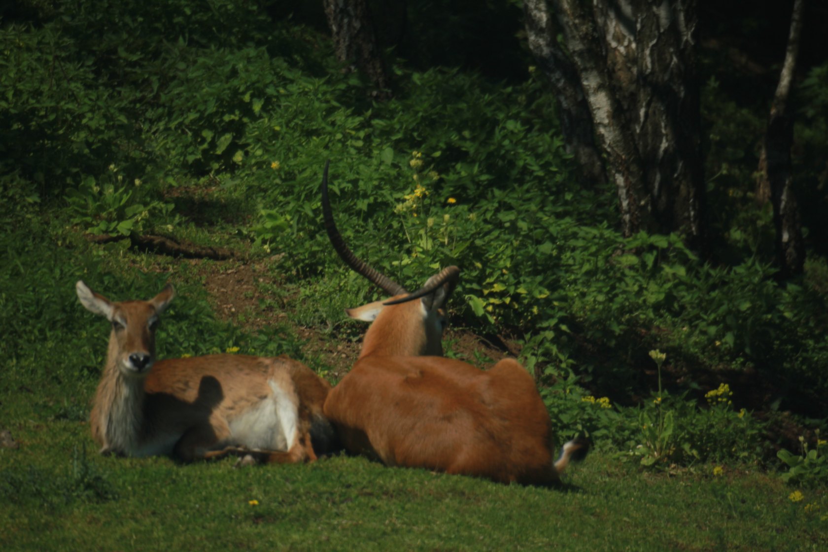 ZOO Košice