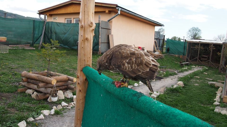 Sokoliareň pod Spišským hradom
