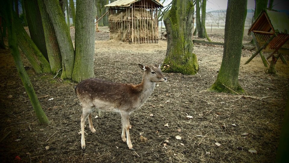 Kaštieľ v Bijacovciach
