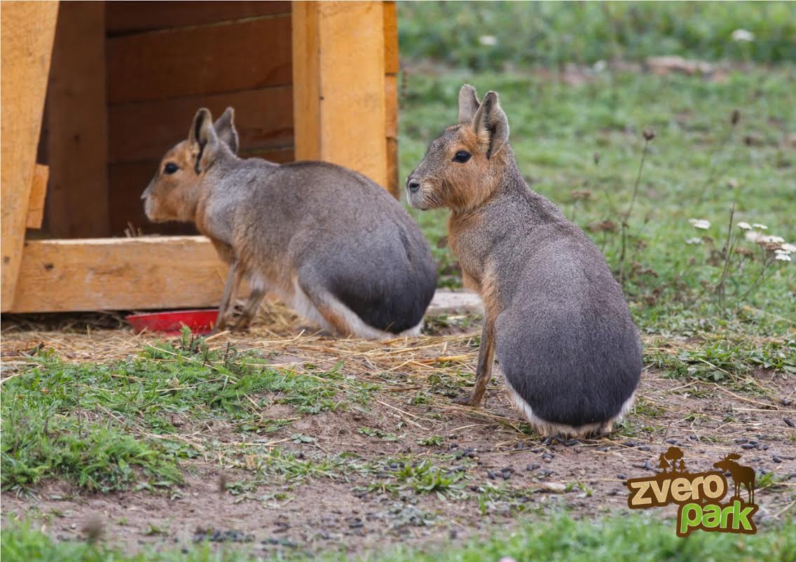 Zveropark